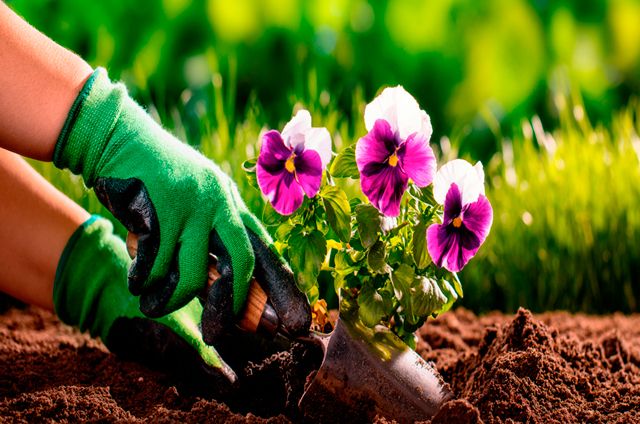 Lee más sobre el artículo Cultivo de plantas y hierbas
