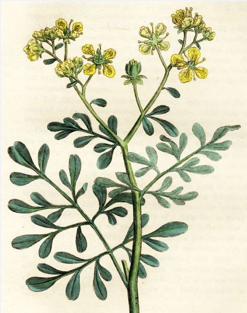 Yerba Ruda Hierbas benefactoras sus mitos y creencias • Hierbas en la historia