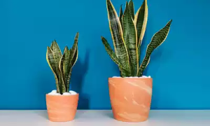 Lee más sobre el artículo Cultivo de plantas de interior