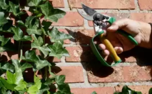 Lee más sobre el artículo Poda de plantas trepadoras