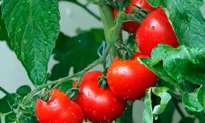 Lee más sobre el artículo Tomates