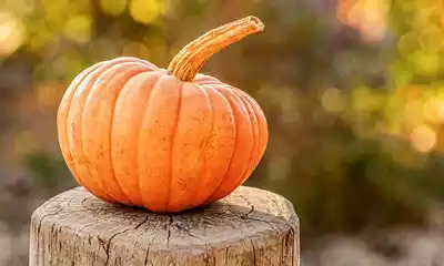 cultivo de calabazas