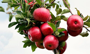 Lee más sobre el artículo Manzanas