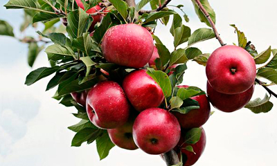Lee más sobre el artículo Manzanas