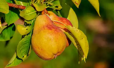 cultivo de peras