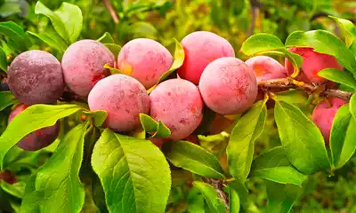 cultivo de ciruelas