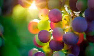 Lee más sobre el artículo Uvas