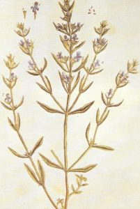 ajedrea