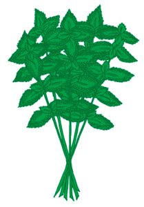albahaca