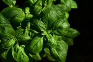Lee más sobre el artículo Albahaca