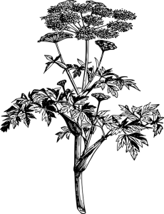 angélica