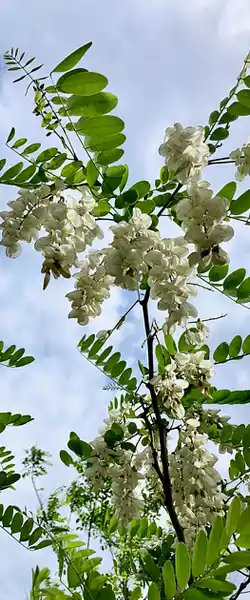 acacia