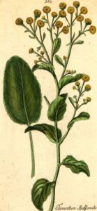 balsamita
