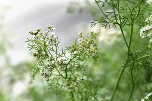 Lee más sobre el artículo Cilantro