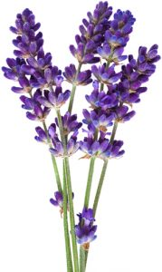 hisopo
