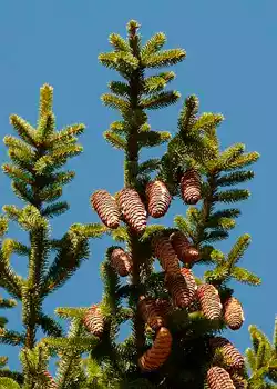 Picea oriental