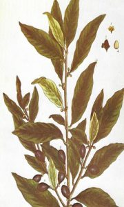 laurel
