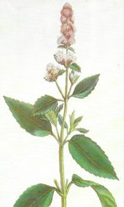 menta