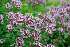 Lee más sobre el artículo Oregano y mejorana