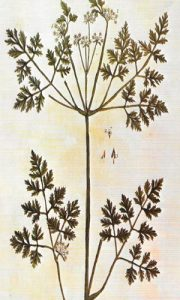 perifollo