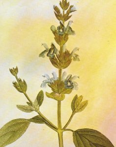 salvia