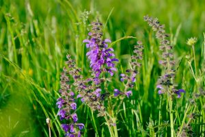 Lee más sobre el artículo Salvia
