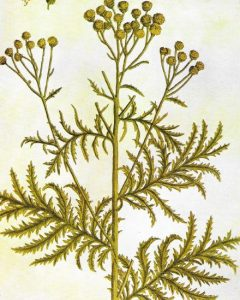 tanaceto