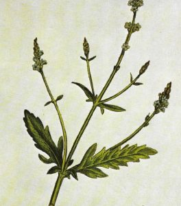 verbena