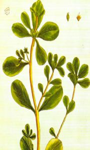 verdolaga