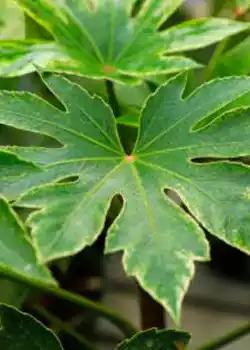 Aralia japonica - Arbustos