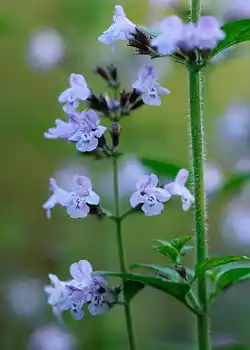 Nepeta - Plantas perennes