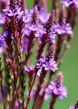 Verbena - Planta perenne