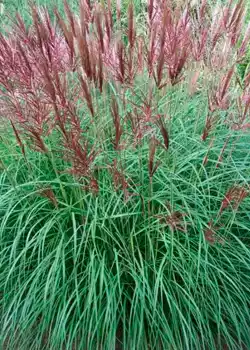 Miscanthus - Hierba ornamental