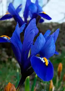 Lee más sobre el artículo Plantas bulbosas