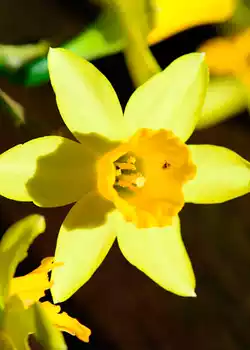 Narciso enano - Planta bulbosa