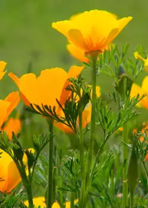 Lee más sobre el artículo Plantas anuales