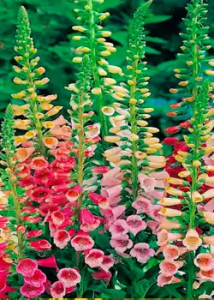 Lee más sobre el artículo Plantas bienales