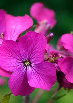 Lunaria - Planta bienal
