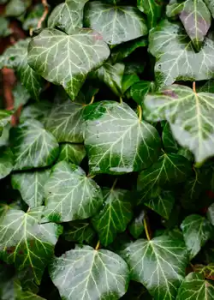Lee más sobre el artículo Plantas trepadoras