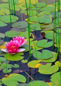 Lee más sobre el artículo Plantas acuáticas