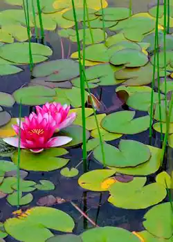 Lee más sobre el artículo Plantas acuáticas