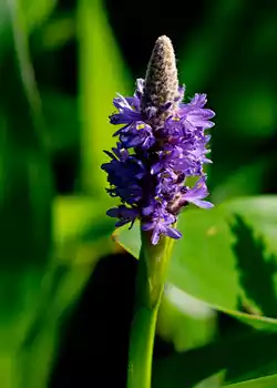 Pontederia cordata - Plantas acuáticas