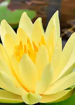Nuphar lutea - Plantas acuáticas