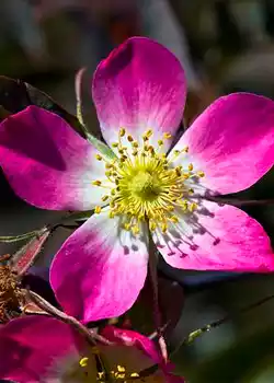 Rosas glaucas