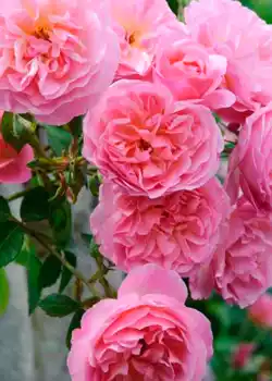 Rosas "Hyde Hall"