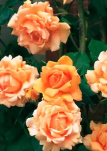 Lee más sobre el artículo Rosas