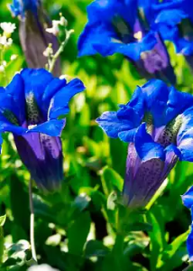 Lee más sobre el artículo Plantas alpinas