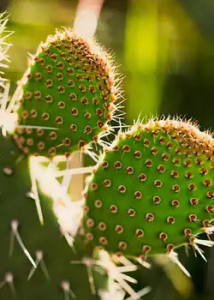 Lee más sobre el artículo Cactus y suculentas