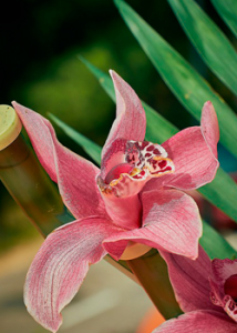Lee más sobre el artículo Orquídeas
