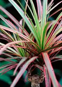 Lee más sobre el artículo Plantas de interior